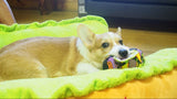 Hot Dog Pet Bed - UniqueSimple